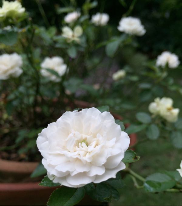 rblog-20170812230005-09.jpg