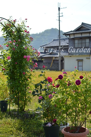 DSC_0028.JPG