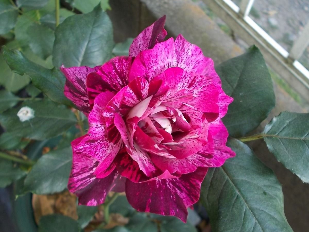 我が家の絞り模様のバラ バラを咲かせることが好き 楽天ブログ