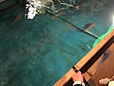 IMG_2195.JPG