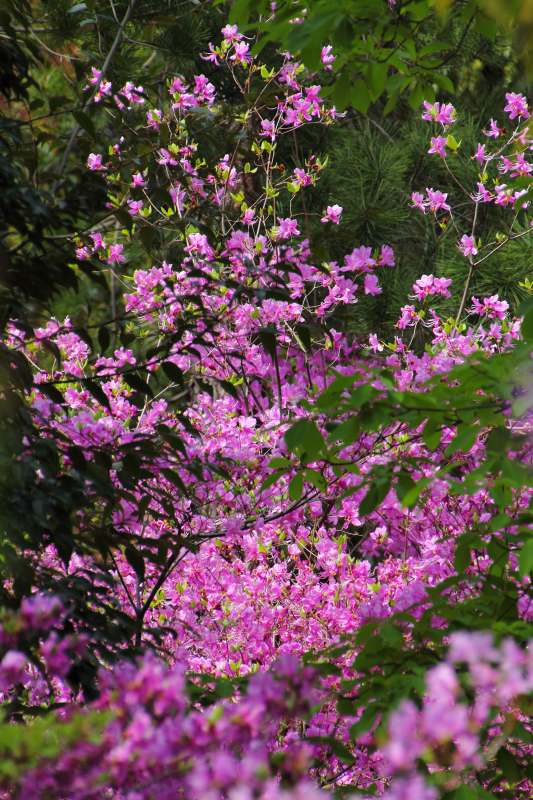 豊中市宮山躑躅園_3-2.jpg
