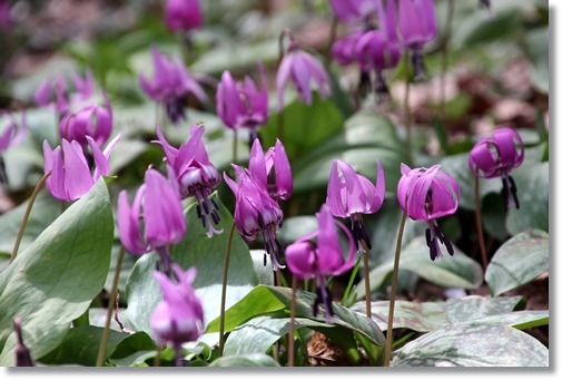 樹木公園・カタクリ-2 15.4.18