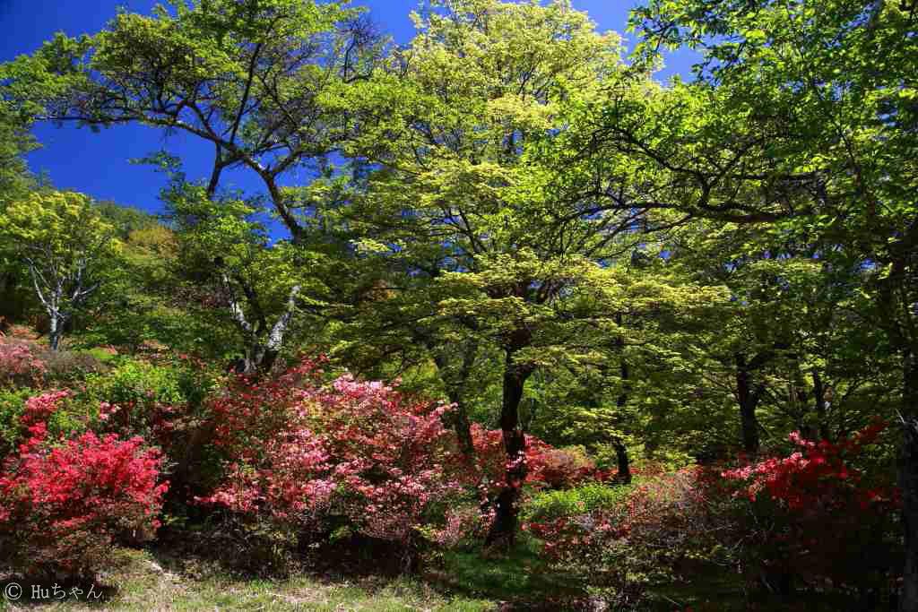 ３ ４５６ー奈良鳥見山公園のツツジその１ Huちゃん 写真日記 楽天ブログ