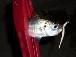 アジ３