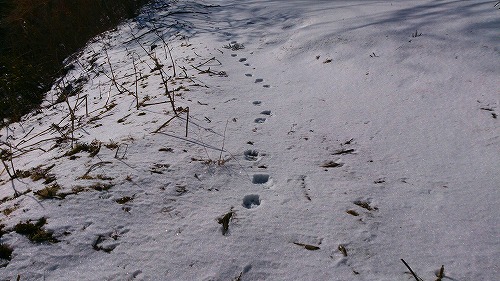 s-20140308大六天犬の足跡に助けられる.jpg