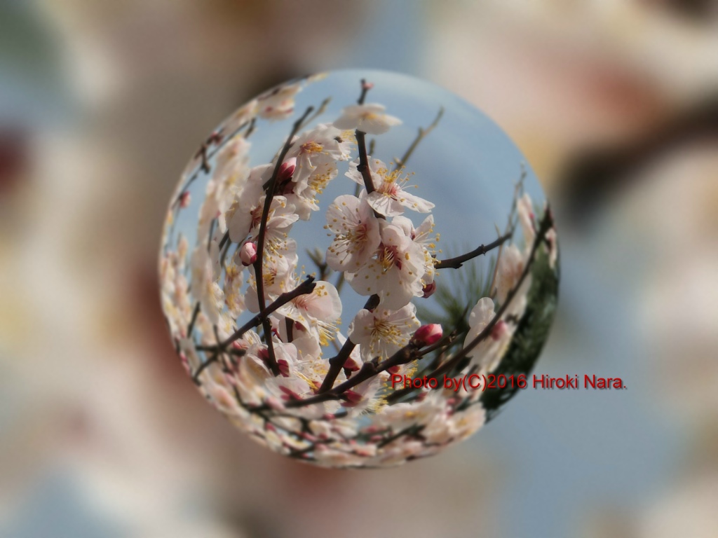 光景　sight0513　梅　ウメ　Japanese　apricot 春　spring　宙玉