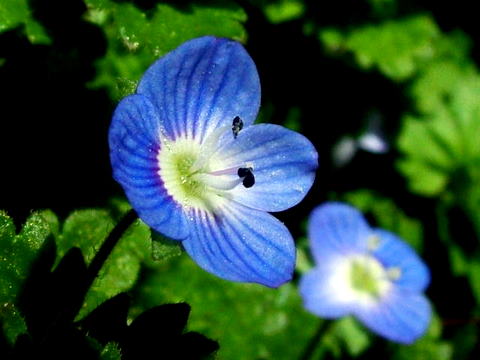 オオイヌノフグリ　雄蕊2本