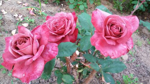 rblog-20170520190157-05.jpg