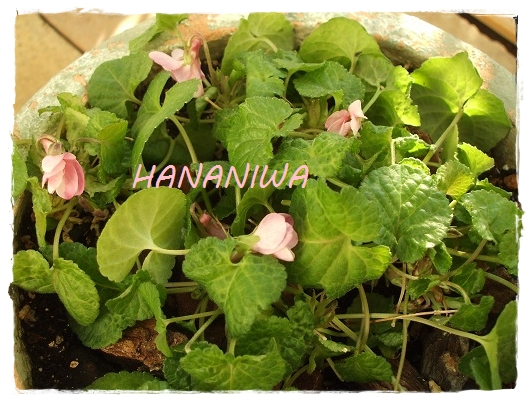 ピンクのすみれ (1).JPG