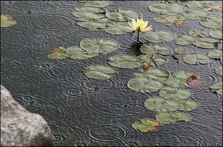 雨の中の睡蓮140604