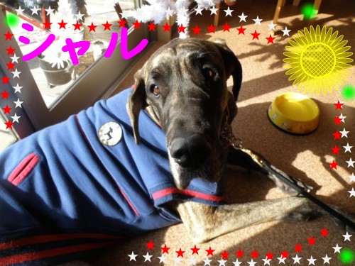 ｼｬﾙ.JPG
