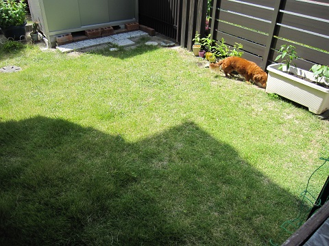 shiba