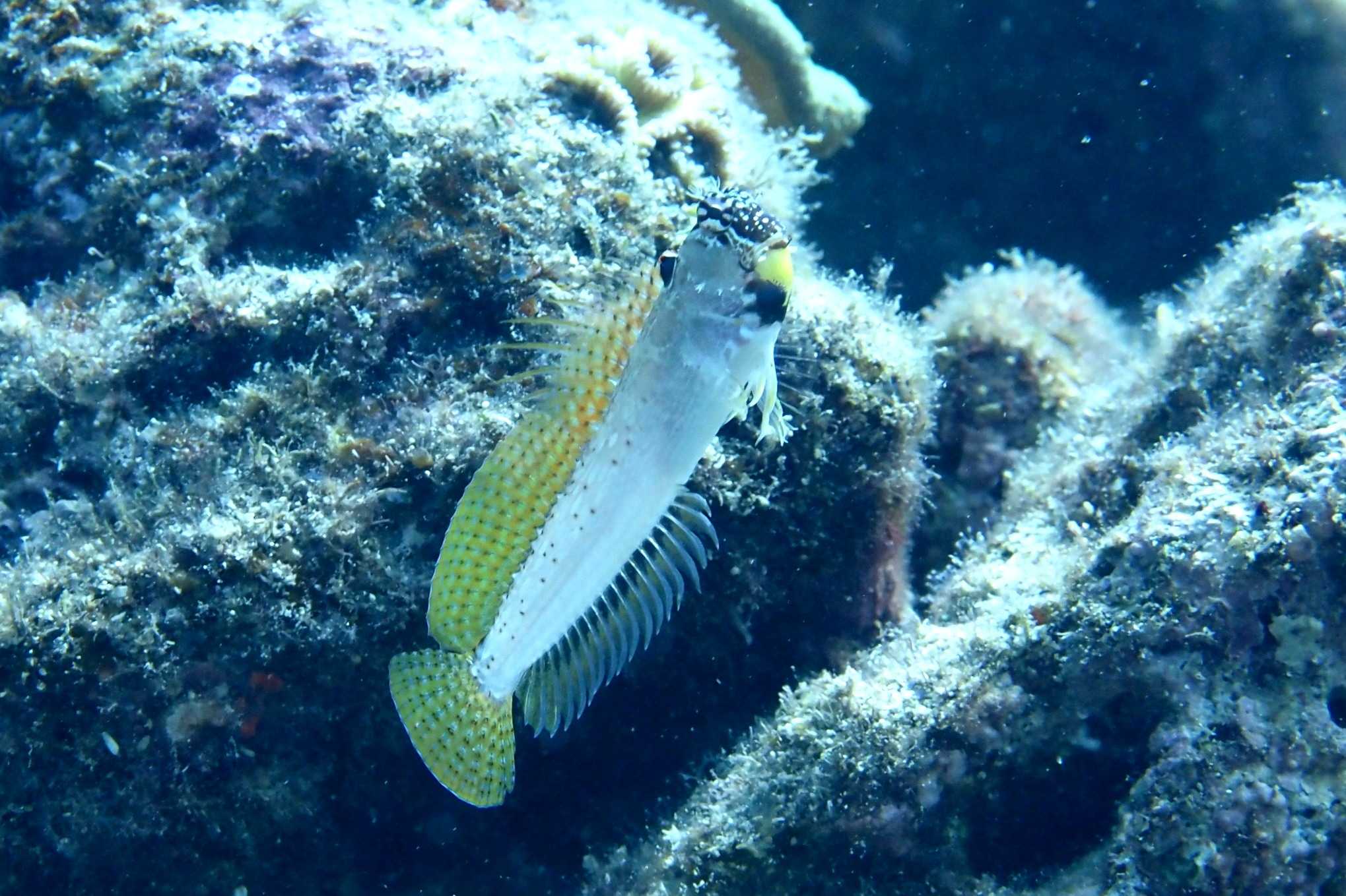 エリグロギンポ 婚姻色 デコボコ潜水 楽天ブログ