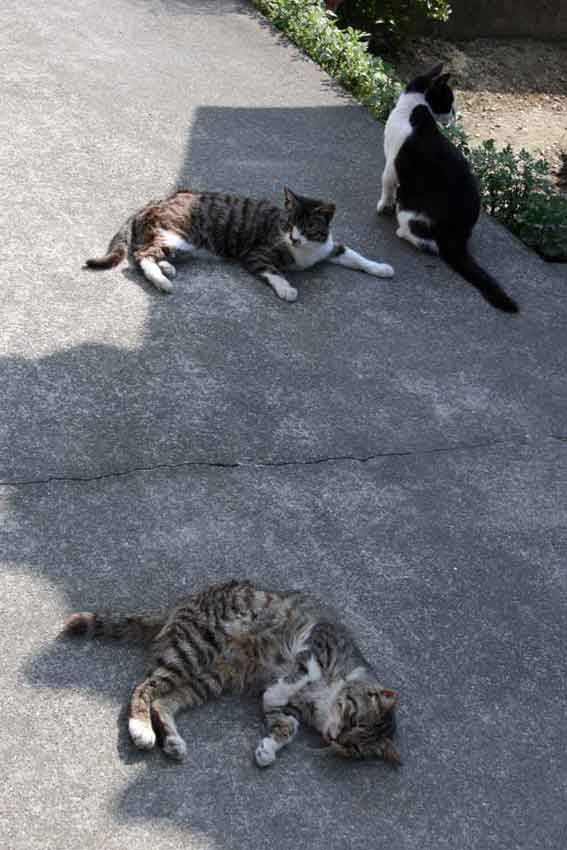 我が家のニャンコ♪2013/5/9-4