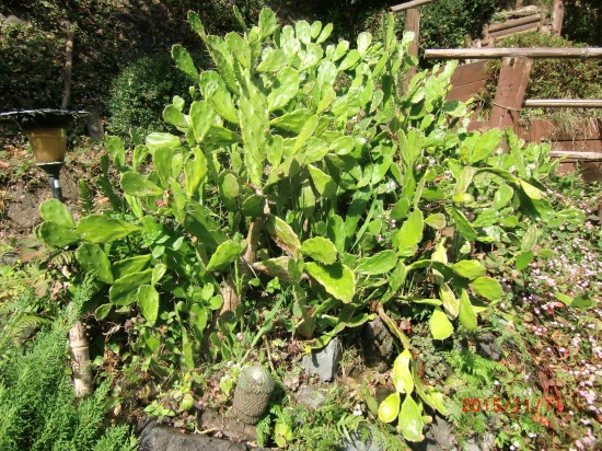 我が家の珍百景 029.jpg