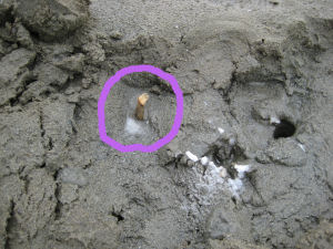 マテ貝は素早いよ