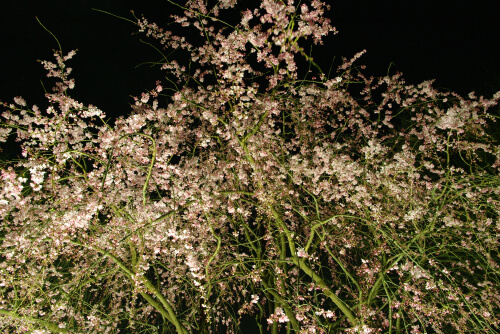 長遠寺の夜桜