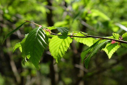 2016 04 15_3282.jpg