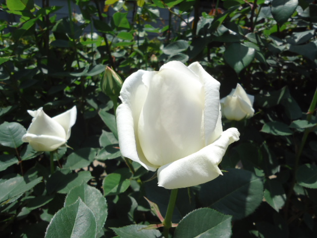 DSC01313.JPG
