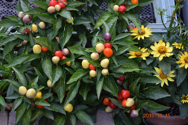 DSC_0336.JPG