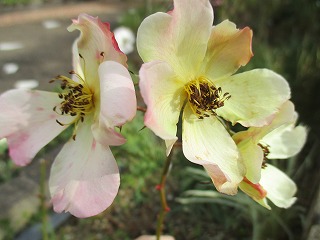 IMG_6385ss.jpg
