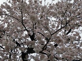 春の長雨 柴楽日記 楽天ブログ