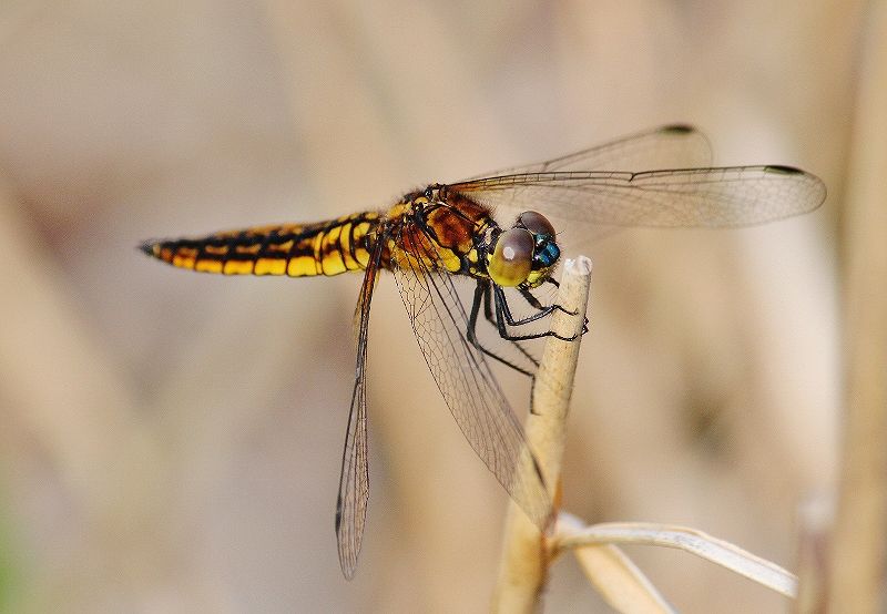 IMG_0248 (800x554).jpg