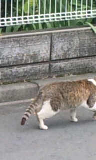 のらちゃん４.jpg