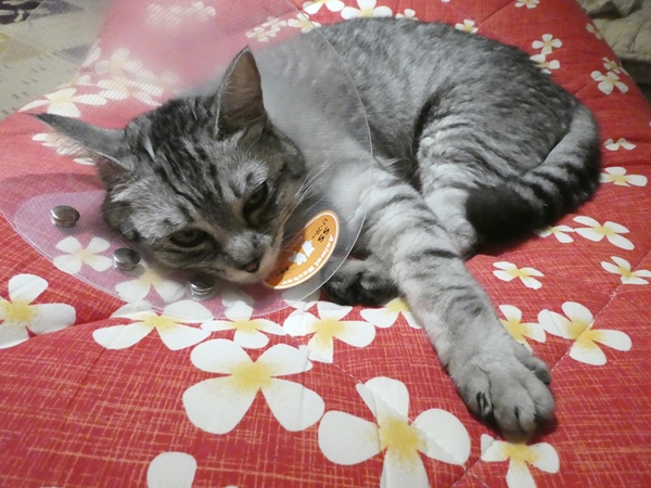 P1000815.JPG