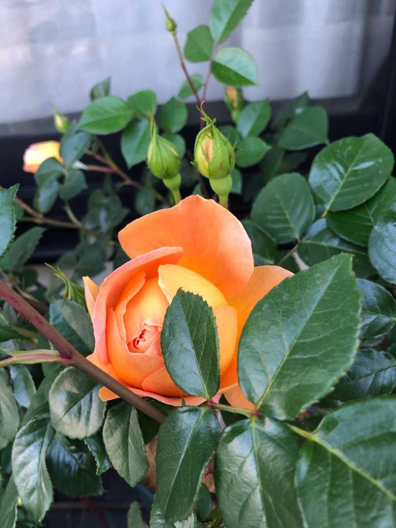 バラ 天長さんが教える薔薇のこと 楽天ブログ