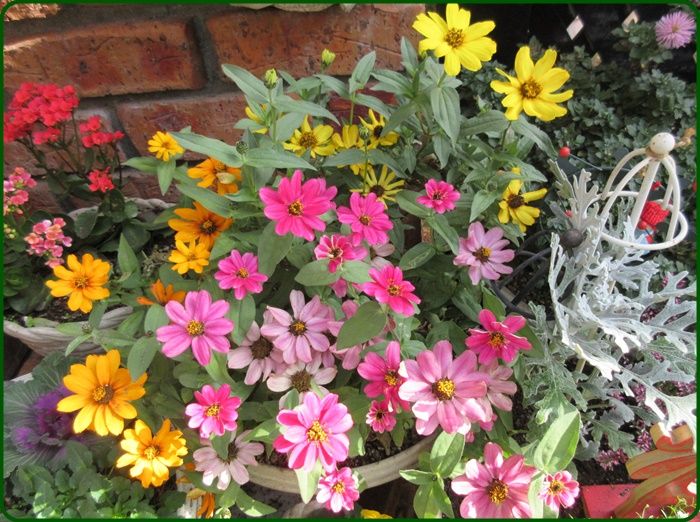 ジニアプロフュージョンの育て方と日々草の蕾 カミキリムシを見つけた 狭い庭を花いっぱいにする育て方 楽天ブログ