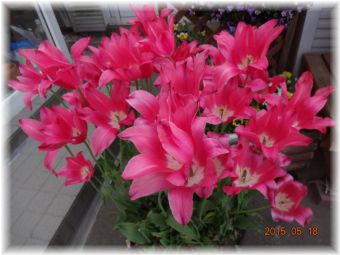 10ページ目の パンジー ビオラ 小さな花宇宙 そして それから 老いふたりの小宇宙 楽天ブログ