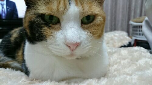 rblog-20170131001008-01.jpg