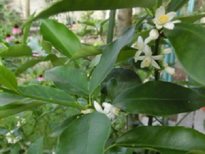 キンカンの花
