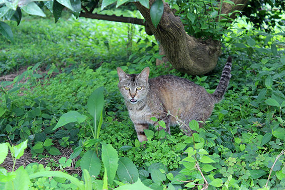 我が家のニャンコ♪2014/07/08-3