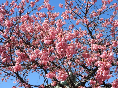 荏原神社の寒緋桜