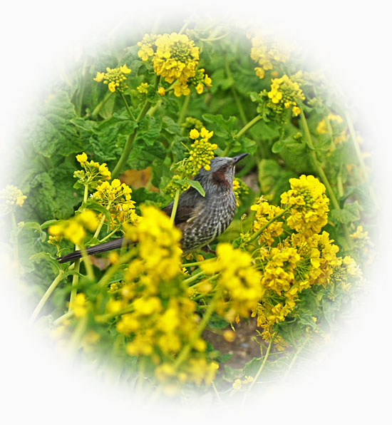 菜の花３