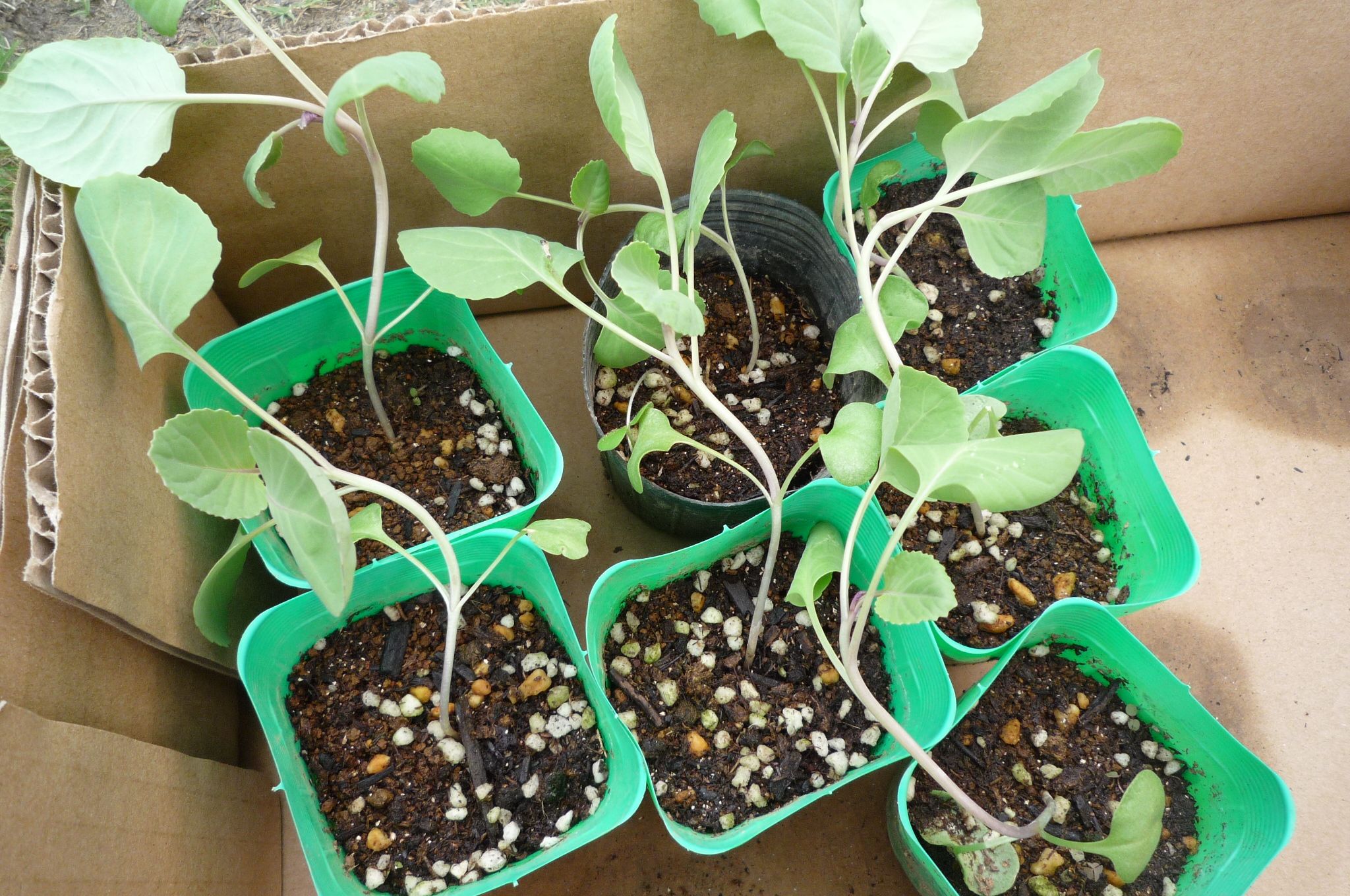 遅くなってしまいましたが白菜の種まきをしました キャベツを定植しました 茉優 翔 家庭菜園ブログ 楽天ブログ
