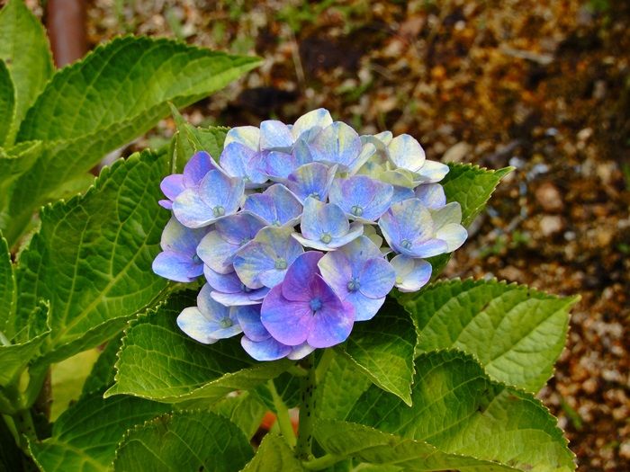 新ジュラのお散歩花日記 森林植物園訪問 百四十二回目 7 5 その２ 北苗畑の2