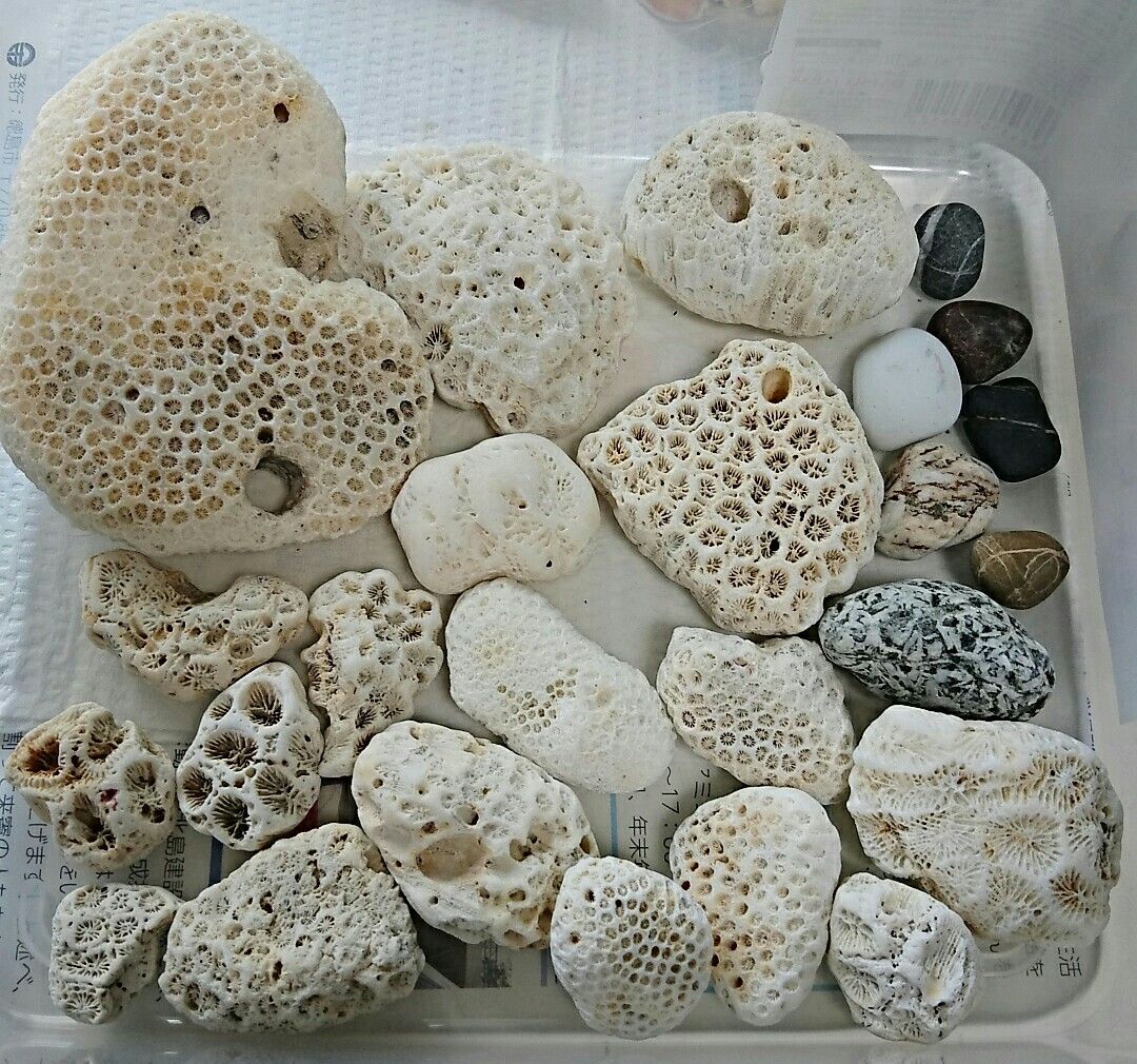 〇Οο室戸で拾った貝殻や珊瑚οΟ〇 | 夜空に輝く一番星 - 楽天ブログ
