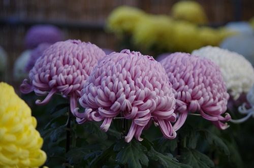 東京都観光菊花大会