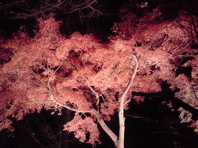 P1000219.jpg