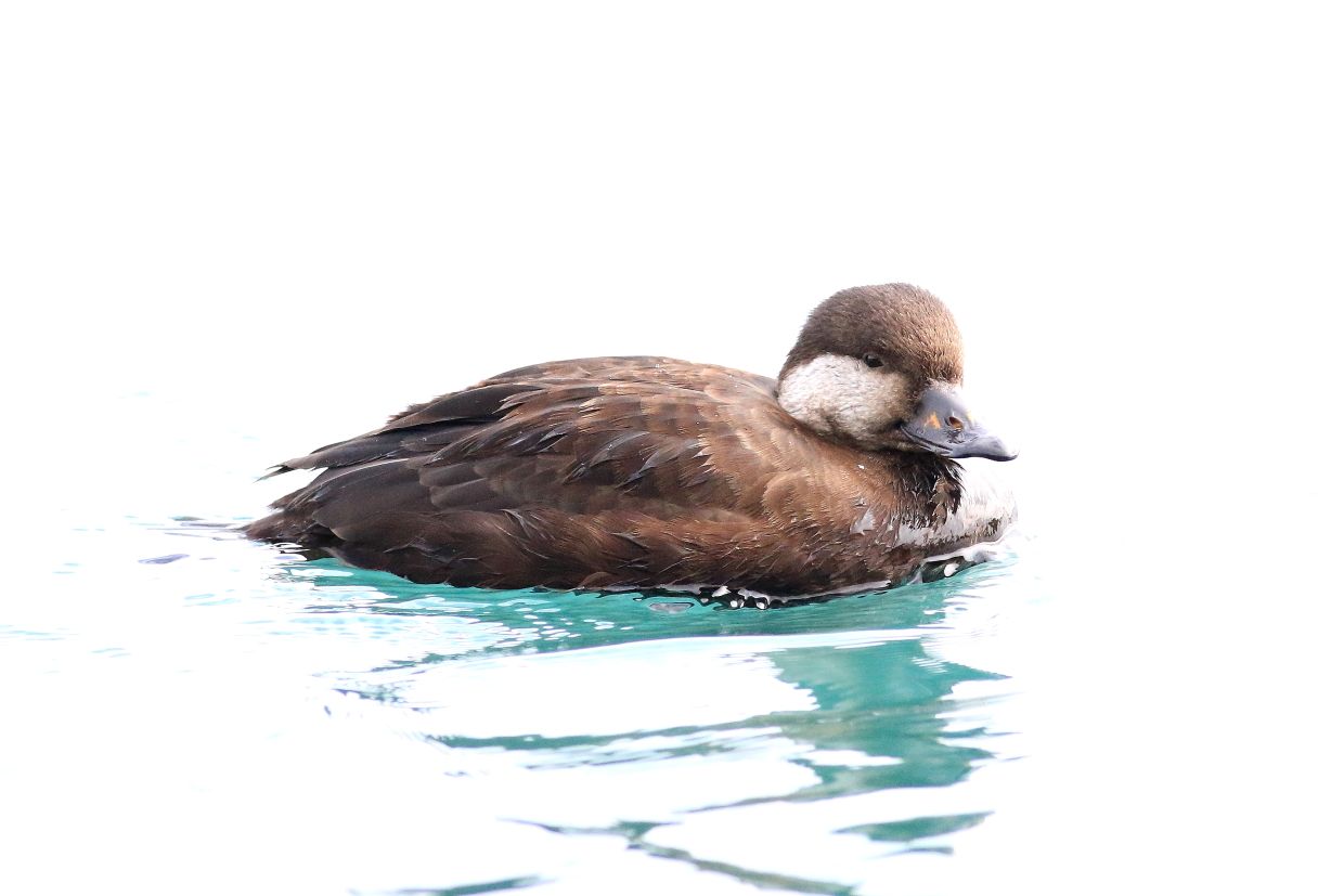 クロガモメス他 知っ鳥ますか 楽天ブログ