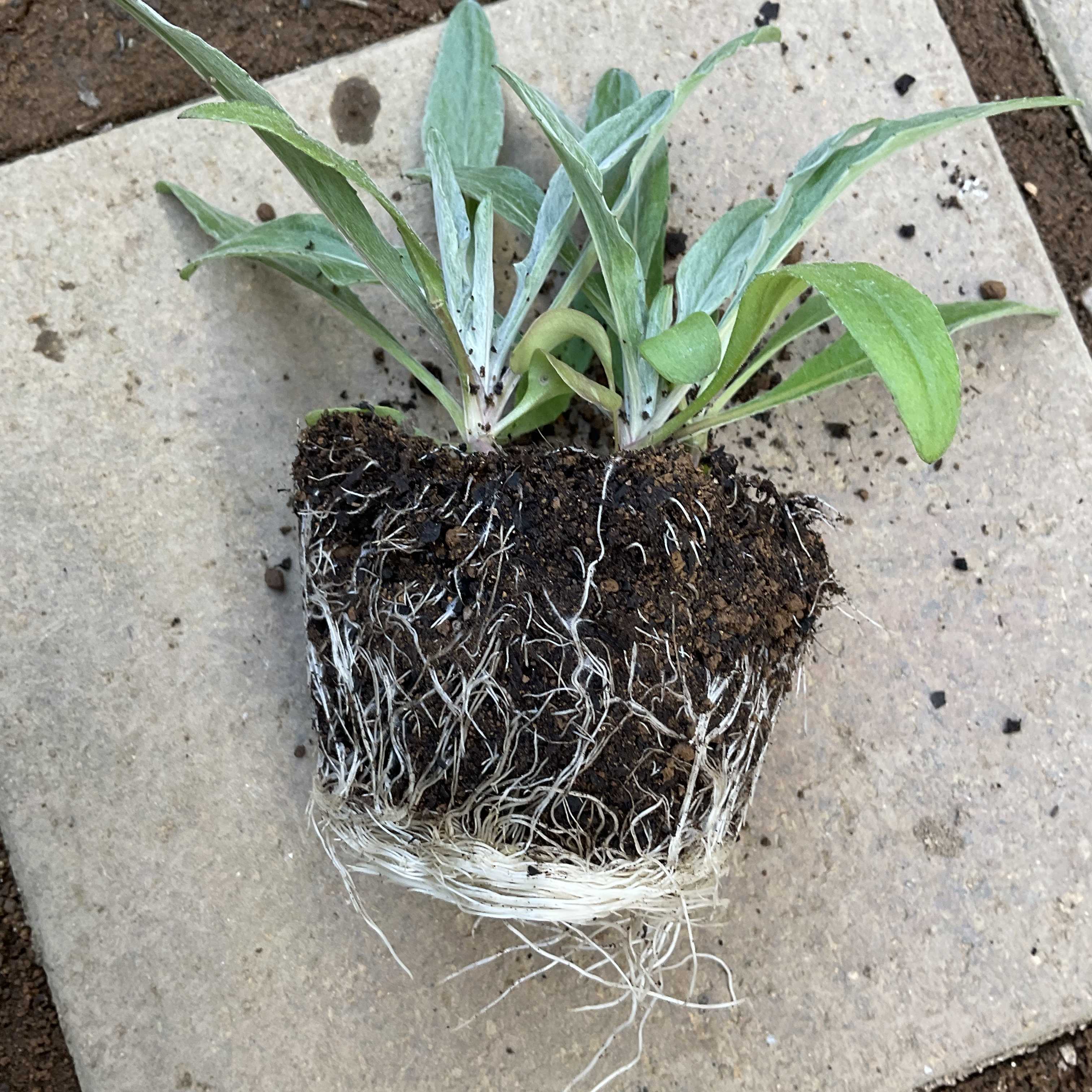 矢車草♡の苗を植えました | 花カホル - 楽天ブログ