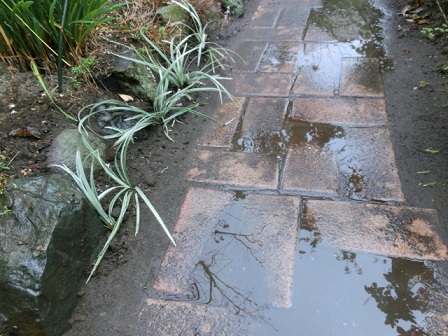 シルバードラゴン