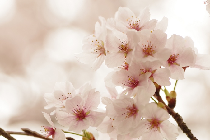 桜１１
