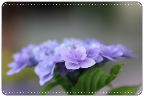 大乗寺丘陵公園-26 城マリー-2 13.6.22