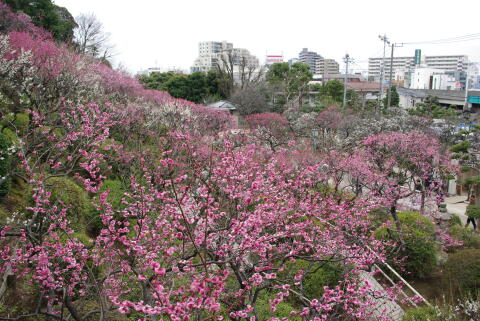 池上梅園