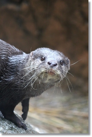 東京旅行-98 コツメカワウソ-2 13.10.5