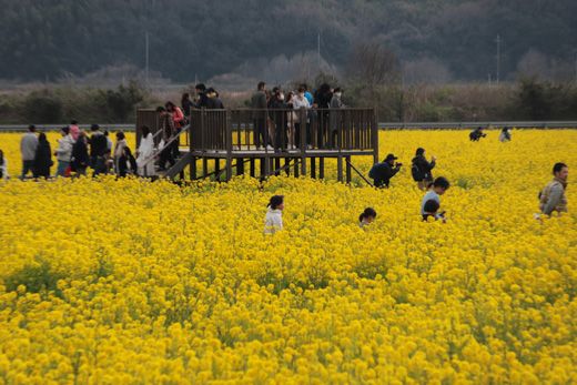 岡山 笠岡ベイファームの菜の花 19 くり坊のひとりごと Blog版 楽天ブログ